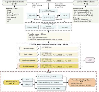 Is diet related to osteoarthritis? A univariable and multivariable Mendelian randomization study that investigates 45 dietary habits and osteoarthritis